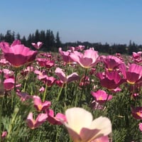 بذور زهور ديدحان كاليفورنيا الارجواني ( Eschscholz...