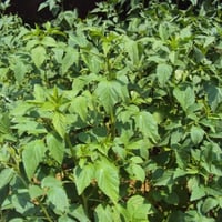 بذور نبات القوار ( Cyamopsis tetragonoloba )