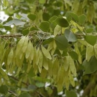 بذور شجرة ‫السرسوع - السيسم‬ ( Dalbergia sissoo )