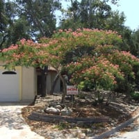 بذور شجرة اللبخ الأحمر - زهرة الحرير ( Albizia jul...