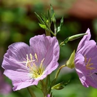 بذور زهرة الربيع المسائية ( Oenothera speciosa )