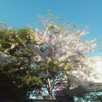 بذور شجرة الليلك المكسيكي ( Gliricidia sepium )