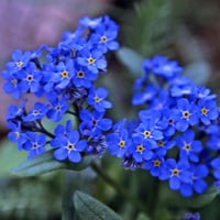 بذور زهرة اذن الفار ( Myosotis alpestris )