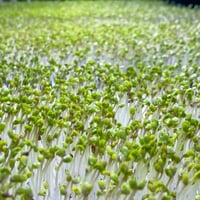 بذور براعم البروكلي الاخضر - ميكروجرين ( Brassica...