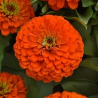 بذور زهرة الزينيا البرتقالية ( Zinnia elegans )