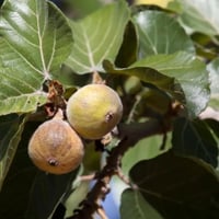 بذور شجرة الجميز ( Ficus sycomorus )