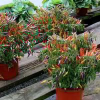 بذور الفلفل الشجيري الأحمر ( capsicum frutescens )