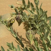 بذور عشبة الحرجل ( Solenostemma argel )