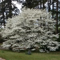بذور شجرة قرانيا فلوريدا ( Cornus florida )