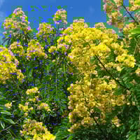 بذور كاسيا سبيكتابيلس ( Cassia spectabilis )