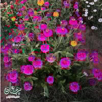 بذور الزينيا الارجوانية ( Zinnia elegans )