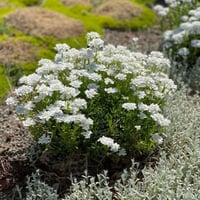 بذور زهرة تساقط الثلج القزمية ( Iberis umbellata )
