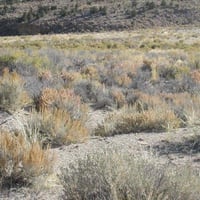 بذور شجيرة الرغل الشوكي ( Atriplex confertifolia )