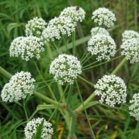 بذور نبات اليانسون ( Pimpinella anisum )