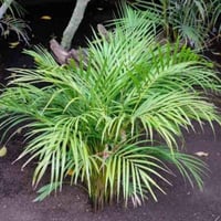 بذور نخيل اريكا الصفراء ( Dypsis lutescens )