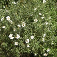 بذور شجيرة القريضة العنبرية ( Cistus Ladanifer )
