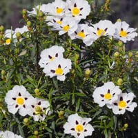 بذور شجيرة القريضة العنبرية ( Cistus Ladanifer )