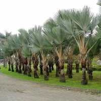 بذور نخيل لاتانيا الاحمر ( Latania lontaroides )