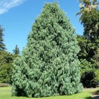 بذور شجرة السرو الكشميري ( Cupressus cashmeriana )