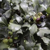 بذور شجرة العرن - الظمخ ( Searsia tripartita )