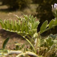بذور عشبة القفعاء الشهباء ( Astragalus asterias )