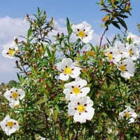 بذور شجيرة القريضة العنبرية ( Cistus Ladanifer )