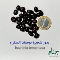 بذور شجيرة بوهينيا الصفراء ( bauhinia tomentosa )