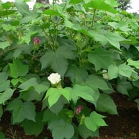 بذور شجيرة القطن المكسيكي ( Gossypium hirsutum )