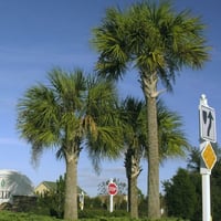 بذور نخيل ذيل الطاووس - سبال نخيلي‬ ‫( Sabal palme...