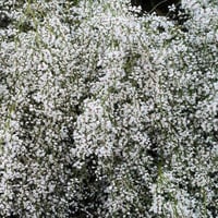 بذور الرتم ( Retama raetam )