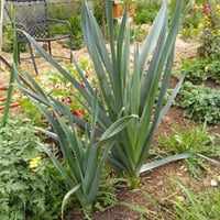 بذور الكراث ( Allium ampeloprasum )