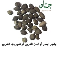 بذور اليسر أو البان العربي أو المورينجا العربي ( M...