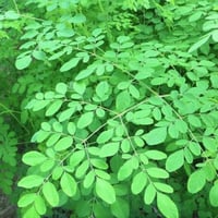 بذور شجرة المورينجا‬ الهجين ( Moringa Hybrid )