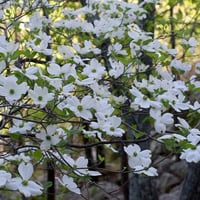 بذور شجرة قرانيا فلوريدا ( Cornus florida )