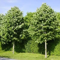 بذور شجرة الزيزفون الفضي ( Tilia tomentosa )