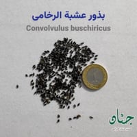بذور عشبة الرخامى ( Convolvulus buschiricus )