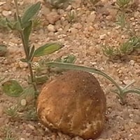 بذور الأرقة - الجريد المصاحب للكمأ أو الفقع ( Heli...