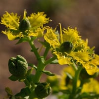 بذور عشبة الشذاب العطرية ( Ruta chalepensis )