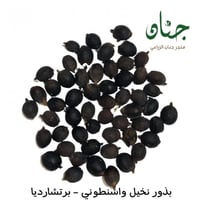 بذور نخيل واشنطوني ( Washingtonia )