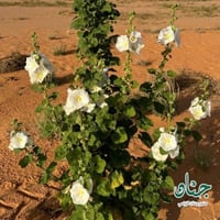 بذور زهرة الختمية البيضاء ( Althaea )