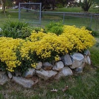 بذور زهرة الملكة - الأليسم الذهبي ( Lobularia mari...