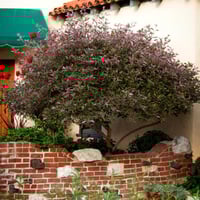 بذور شجيرة الوايتكس