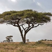 بذور شجرة الطلح النجدي ( Acacia gerrardii )