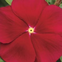 بذور البفتة الحمراء - الفينكا - الالونكا ( Cathara...