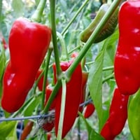 بذور الفلفل الحار الاحمر ( Capsicum annuum )