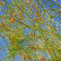 بذور شجرة‬ السرسيديوم - باركنسونيا فلوريدا‬ ( Park...