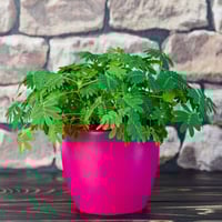 بذور الخجولة - ميموزا‬ ‫بوديكا ‫( Mimosa pudica )