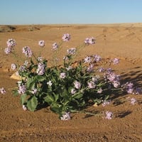بذور اليهق - الجرجير البري ( Diplotaxis acris )