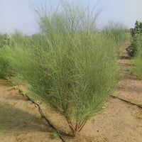 بذور شجرة اليسر - البان العربي - المورينجا العربي...