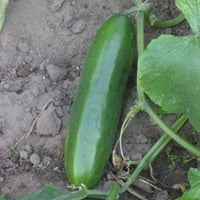 بذور نبات الخيار ( Cucumis sativus )